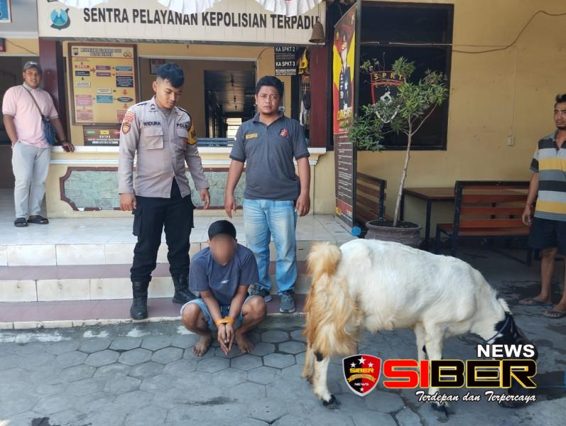CCTV Bongkar Aksi Pencurian Kambing, Pelaku Berhasil Dibekuk Polisi