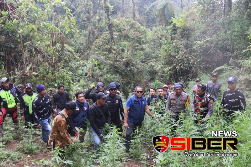 Polda Jatim Bersama Polres Lumajang Bongkar Ladang Ganja Raksasa di TNBTS, Ribuan Batang Diamankan